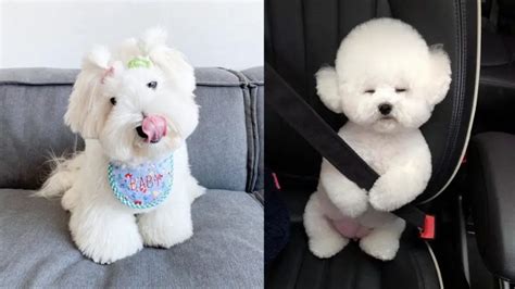 12 Cutest White Dog Breeds - Puppies Club