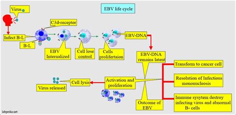 Epstein Barr Virus Ebv And Infectious Mononucleosis