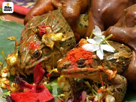 Unmarried Women Plowing The Field To The Wedding Of A Frog Frog Unique Practices Of Rituals For