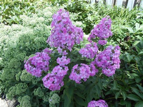 Purple Cluster Colorful Flowers Plants Flowers