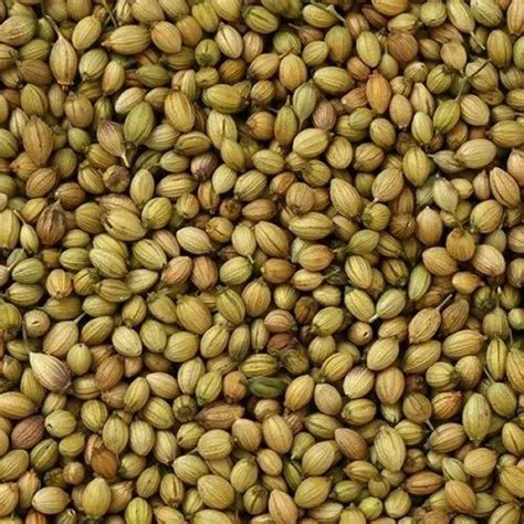 Coriander Seed Packaging Type Gunny Bag Packaging Size Kg At Rs