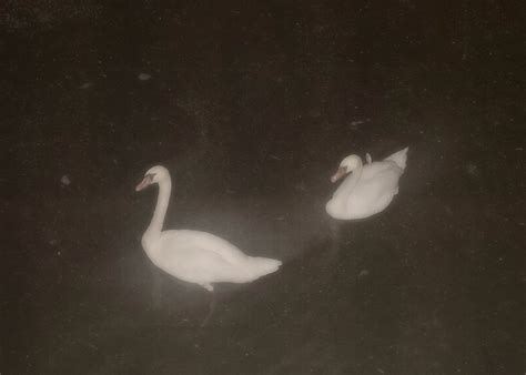 Southern Gothic Aesthetic On Tumblr