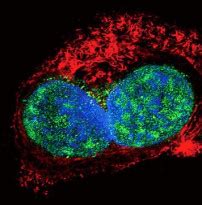 Anti Slug Antibody Arg Arigo Biolaboratories