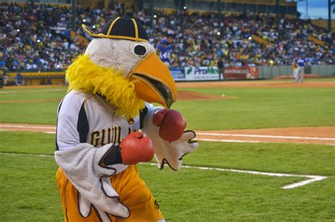 Nos Vemos En Octubre El Cibao Se Queda Sin Pelota El Jacaguero