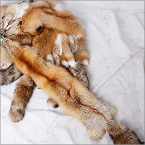 100 Real Tanned Red Fox Fur Skin Red Fox Fur Pelt For Garment In Fur