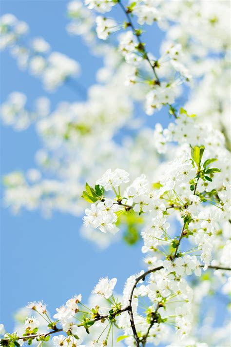 White Flowers Under Blue Sky During Daytime Hd Phone Wallpaper Peakpx