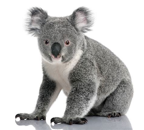 3,600+ White Koala Bear Pic Stock Photos, Pictures & Royalty-Free ...