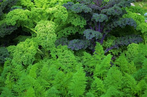 Fotos gratis árbol naturaleza hoja flor comida ensalada verde