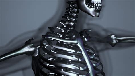 Free stock video - Anatomy of human skeleton illustration