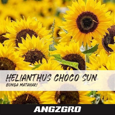 Jual Biji Benih Bunga Matahari Bunga Helianthus Choco Sun Sunflower