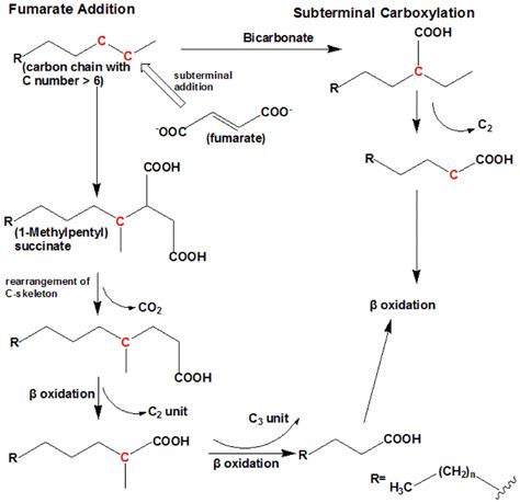 The Anaerobic Degradation Pathway Adapted From So Et Al 2003