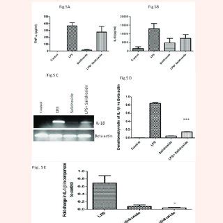 Effect of salidroside on cytokine release A TNF α secretion in cell