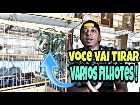 Aprenda Como Tirar Filhotes Em Cativeiro COMO APRONTAR SUA FEMEA