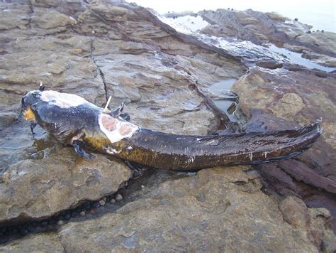 Little Australia: The Venomous Saltwater Catfish