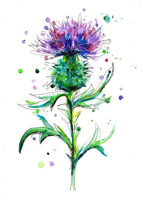 Thistle Scottish Thistle Thistle Print Watercolor Art Etsy