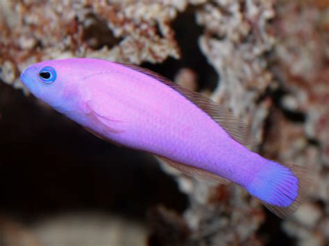 Magenta Dottyback Ultimate Reef