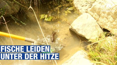 Fische Leiden Unter Der Hitze YouTube