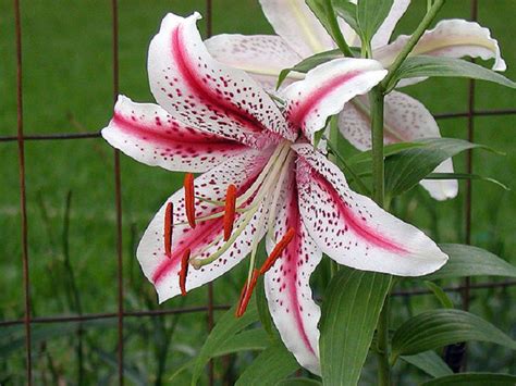 Gorgeous Garden Lilies With Unique Colors