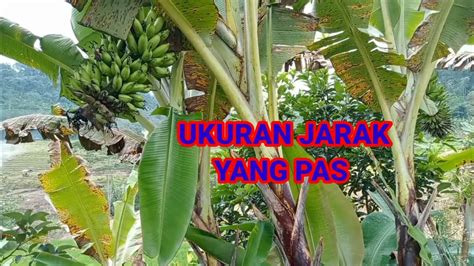 PISANG BARLIN UKURAN JARAK TANAM YANG IDEAL YouTube