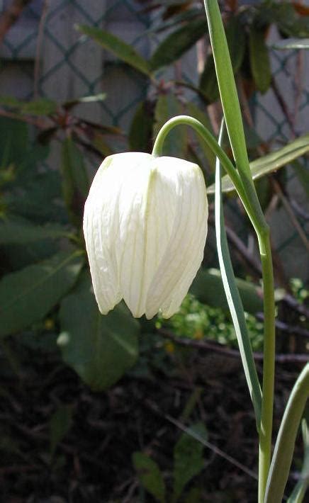 Fritillaria Meleagris Alba North American Rock Garden Society