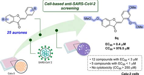 Aurones A Promising Scaffold To Inhibit Sars Cov 2 Replication