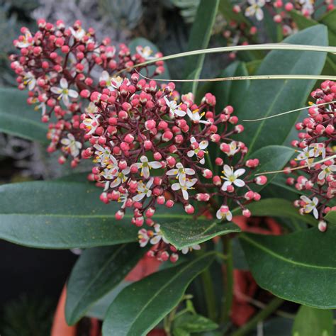 Skimmia japonica