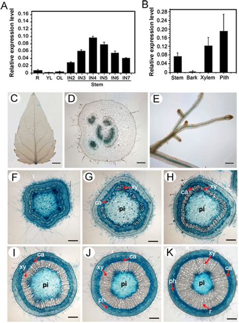 Expression Pattern Of Ptrwrky In Poplar Quantitative Real Time