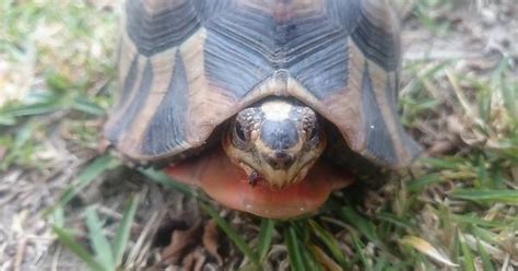 Photogenic Tortoise Album On Imgur