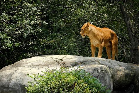 Alfonso Herrera Chapultepec Zoo - Pro Bosque Chapultepec