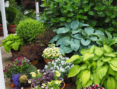 Hosta Varieties Different Types Of Hosta Cultivars