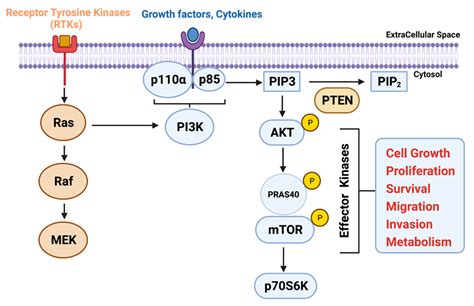 Cancers Free Full Text Targeting Pi3k Pathway In Pancreatic Ductal Adenocarcinoma Rationale