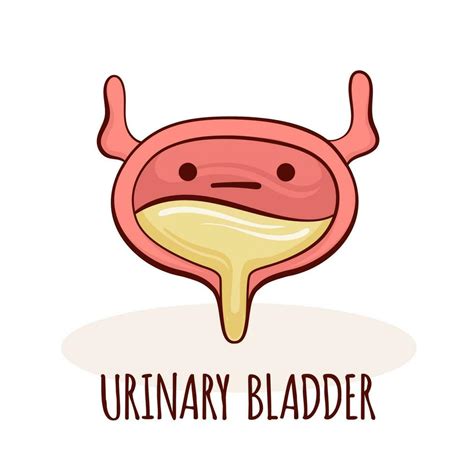 Urinary Bladder Character Cartoon Mascot With Funny Face Urinary