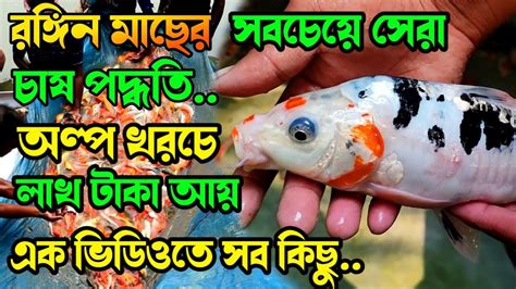 রঙিন মাছ চাষ রঙিন মাছের ব্রুড রঙিন মাছের ব্রুড কোথায় পাওয়া যায়