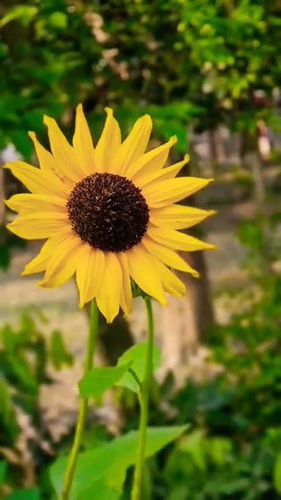 Sunflower🌻 Dancing With The Breeze Sunflower Sunflowers Nature