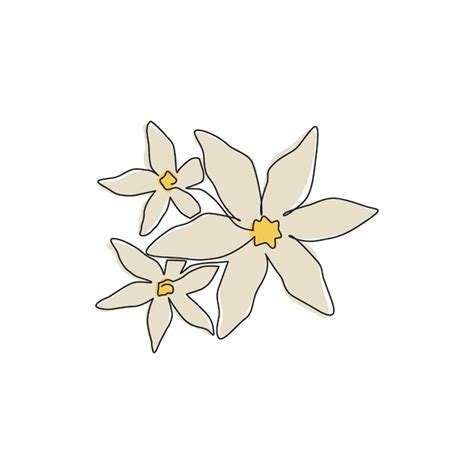 Premium Vector One Continuous Line Drawing Of Fresh Jasmine Flowers