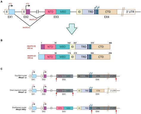 Frontiers Advanced Genetic Therapies For The Treatment Of Rett