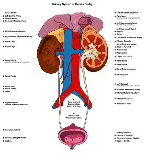 Urinary System My Ct Registry Review