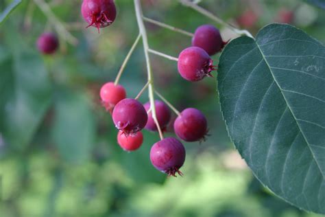 Serviceberry (Juneberry, Shadbush) – Identification | Walter Reeves: The Georgia Gardener