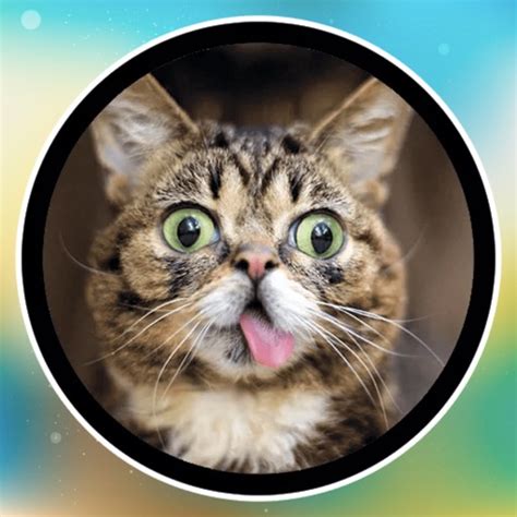 Funny Cats! Stickers by Bogdan Andresyuk