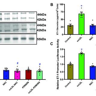 Role Of Ap Motif In Oxldl Induced Increases In Et Promoter