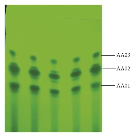 Uv Visualization Of Tlc Fractions Under Uv Light Of 254 Nm Download Scientific Diagram