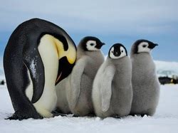 Fauna - Antarctica