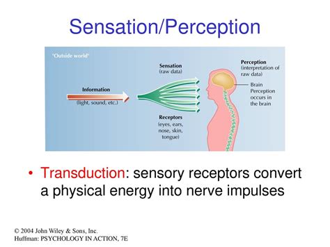 Sensation 1 Of 6 Lo 41a Identify The Basic Principles That Apply To