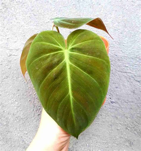 How To Grow A Philodendron Micans A Beginner Care Guide Green Thumb