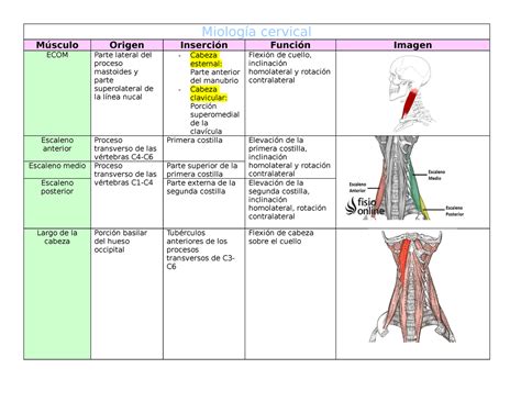 Músculos Miología cervical Músculo Origen Inserción Función Imagen