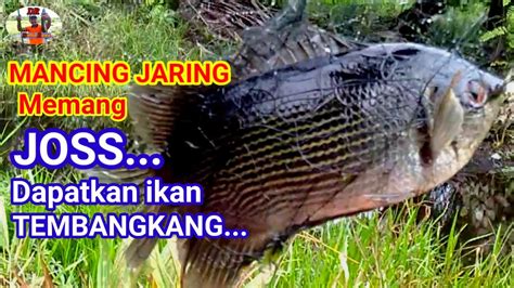 Gunakan Jaring Jadi Mudah Tangkap Ikan Tembakang Youtube