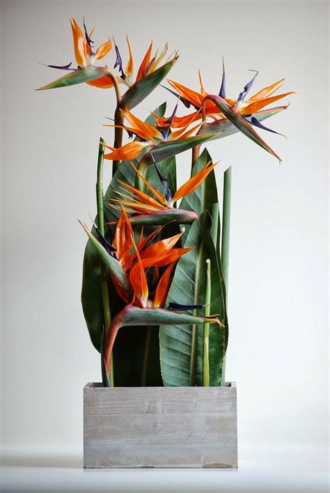 Fior déco Bird of Paradise Composizioni di fiori tropicali