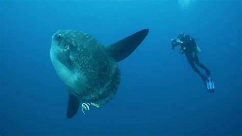Diving With Mola Molas In Bali