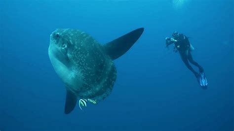 Diving With Mola Molas In Bali