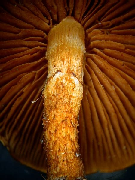 Virtual Mycota Pholiota Multicingulata